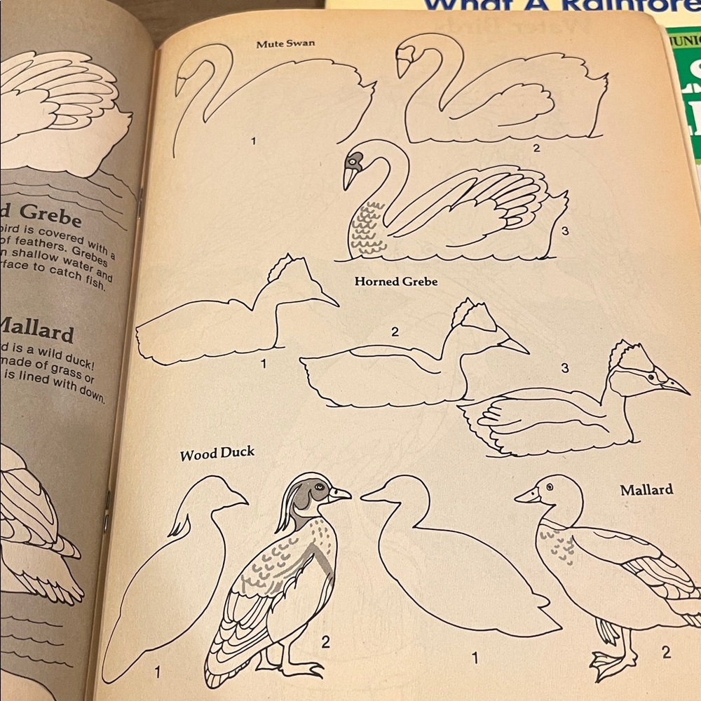 Bird and Rainforest Book Set - Picture 13 of 15